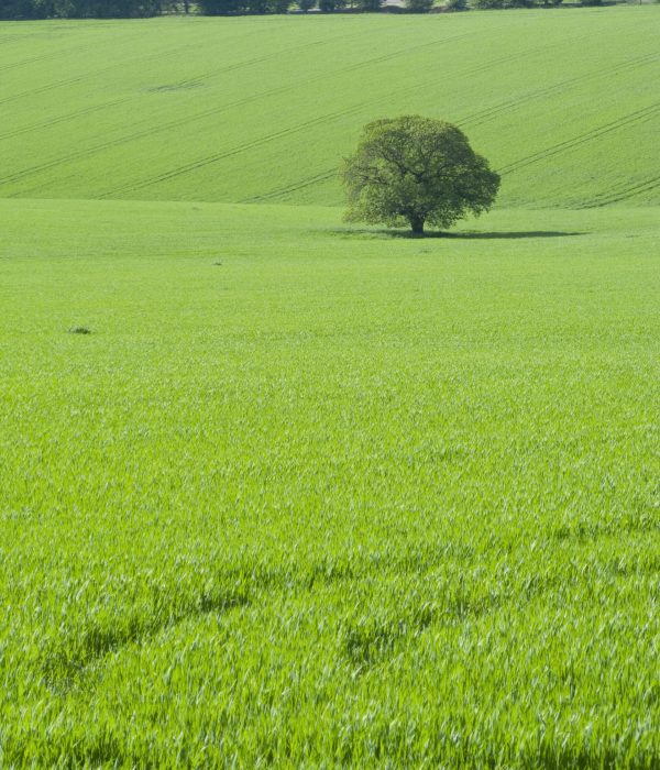 green-fields-and-tree-2026-03-26-03-35-57-utc